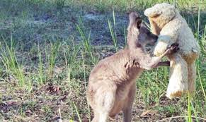 Canguru órfão encontra conforto em ursinho de pelúcia contioutra.com - Canguru órfão encontra conforto em ursinho de pelúcia