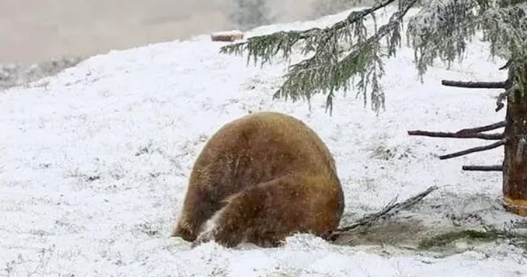 contioutra.com - Urso brinca com neve pela primeira vez, tendo vivido a maior parte de sua vida em uma jaula
