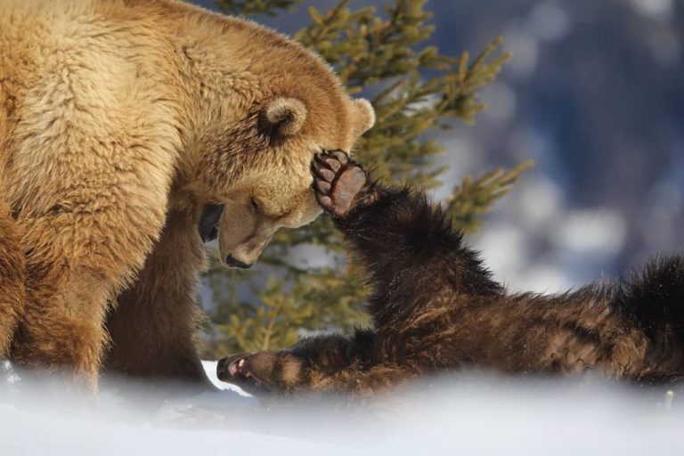 contioutra.com - Urso brinca com neve pela primeira vez, tendo vivido a maior parte de sua vida em uma jaula
