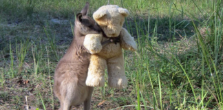 Canguru órfão encontra conforto em ursinho de pelúcia