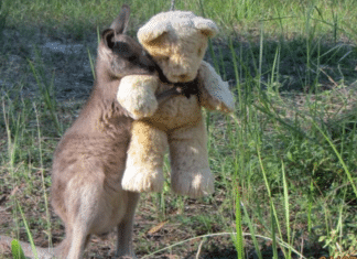 Canguru órfão encontra conforto em ursinho de pelúcia