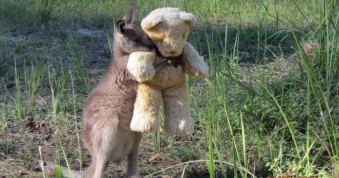 Canguru órfão encontra conforto em ursinho de pelúcia