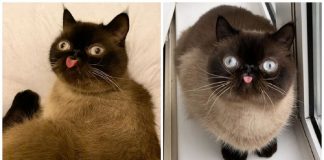 Gato conquista a web com fotos fofíssimas em que aparece mostrando a língua