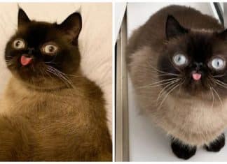Gato conquista a web com fotos fofíssimas em que aparece mostrando a língua