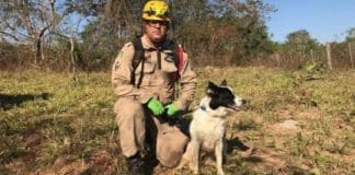 Cachorra Cristal, que ajudou em Brumadinho, se une à força-tarefa para achar Lázaro