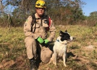 Cachorra Cristal, que ajudou em Brumadinho, se une à força-tarefa para achar Lázaro