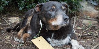 Cãozinho chega em casa com bilhete na coleira: “Hoje ele ajudou a salvar minha cachorrinha”