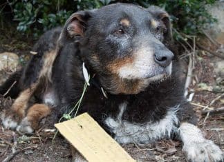 Cãozinho chega em casa com bilhete na coleira: “Hoje ele ajudou a salvar minha cachorrinha”
