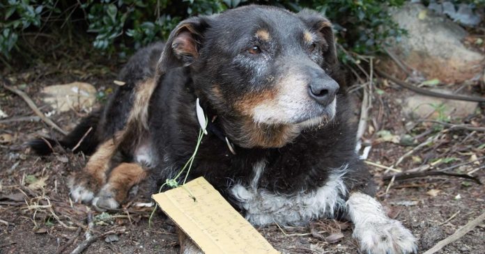 Cãozinho chega em casa com bilhete na coleira: “Hoje ele ajudou a salvar minha cachorrinha”