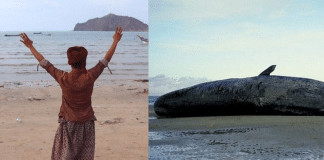 Conheça a história dos pescadores que encontraram uma fortuna dentro de uma baleia
