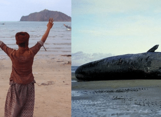 Conheça a história dos pescadores que encontraram uma fortuna dentro de uma baleia