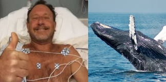 Pescador é engolido por baleia jubarte e sobrevive: “Nem acredito”.