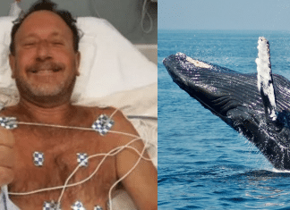 Pescador é engolido por baleia jubarte e sobrevive: “Nem acredito”.