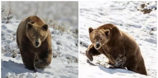 Urso brinca com neve pela primeira vez, tendo vivido a maior parte de sua vida em uma jaula