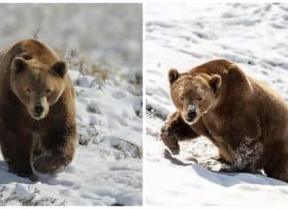 Urso brinca com neve pela primeira vez, tendo vivido a maior parte de sua vida em uma jaula