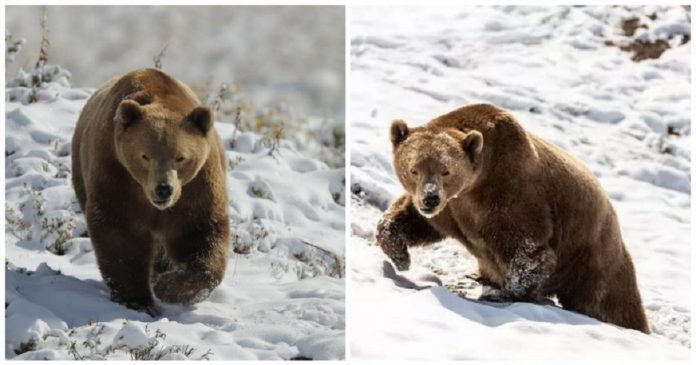 Urso brinca com neve pela primeira vez, tendo vivido a maior parte de sua vida em uma jaula