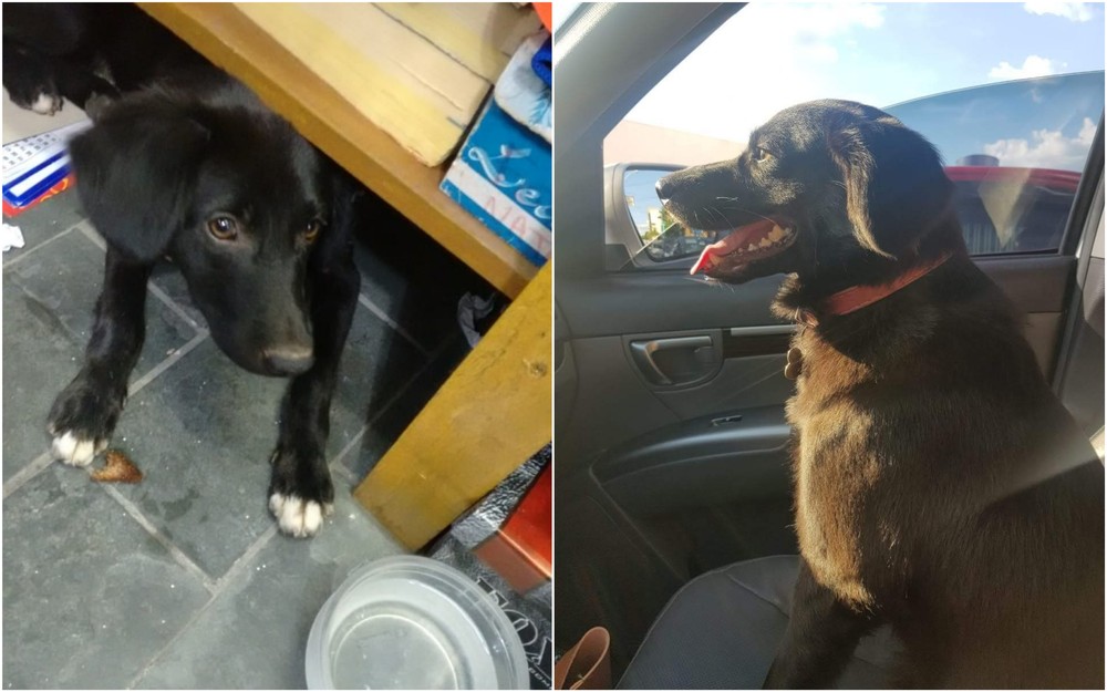 contioutra.com - Cãozinho resgatado por donos de loja ganha nova família e título de 'funcionário do mês'