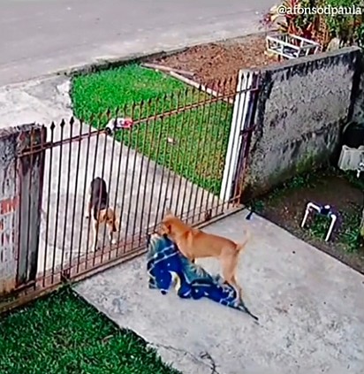 contioutra.com - Cãozinho vira-lata doa cobertor para cachorro de rua; veja o vídeo!