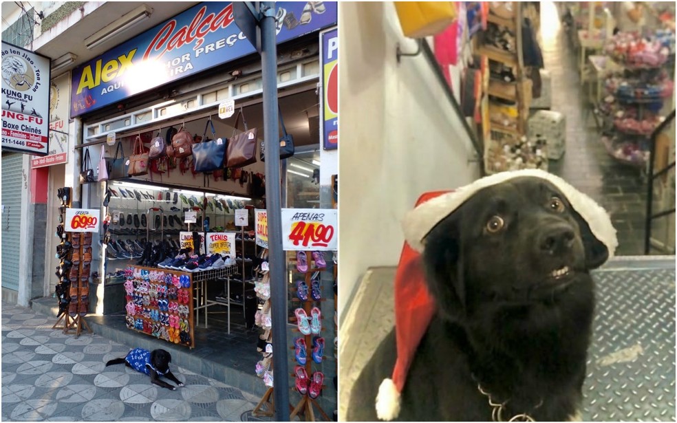 contioutra.com - Cãozinho resgatado por donos de loja ganha nova família e título de 'funcionário do mês'