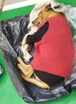 contioutra.com - Homem em situação de rua sorri para seu cachorro após abrigo os acolherem em noite fria