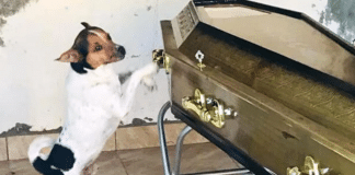 Cachorrinha arranha caixão em velório tentando acordar a dona