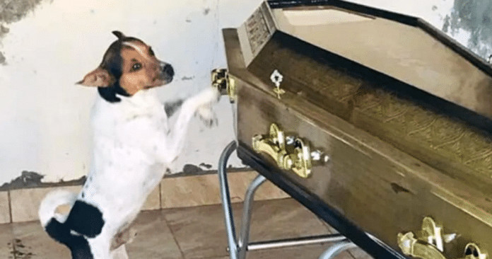 Cachorrinha arranha caixão em velório tentando acordar a dona
