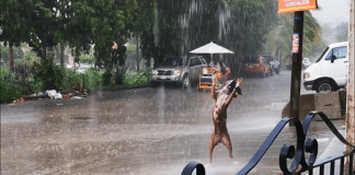 Cãozinho brincando na chuva é um lembrete sobre o que realmente importa nessa vida