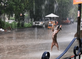 Cãozinho brincando na chuva é um lembrete sobre o que realmente importa nessa vida
