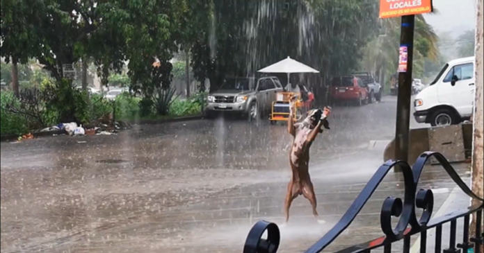 Cãozinho brincando na chuva é um lembrete sobre o que realmente importa nessa vida