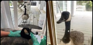 Ganso fêmea encontra companheiro ferido no Hospital e se recusa a sair da porta