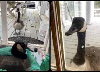 Ganso fêmea encontra companheiro ferido no Hospital e se recusa a sair da porta