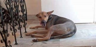 Cãozinho resgatado da rua se torna herói ao salvar sua nova família de um incêndio Cãozinho resgatado da rua se torna herói ao salvar sua nova família de um incêndio