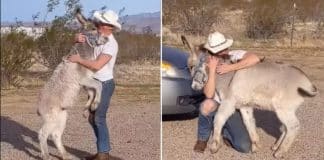 Burro selvagem passou a agir como cachorro desde que foi adotado; faz até “festa” para o dono Burro selvagem passou a agir como cachorro desde que foi adotado; faz até “festa” para o dono