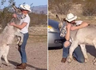 Burro selvagem passou a agir como cachorro desde que foi adotado; faz até “festa” para o dono