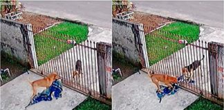 Cãozinho vira-lata doa cobertor para cachorro de rua; veja o vídeo!