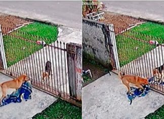 Cãozinho vira-lata doa cobertor para cachorro de rua; veja o vídeo!