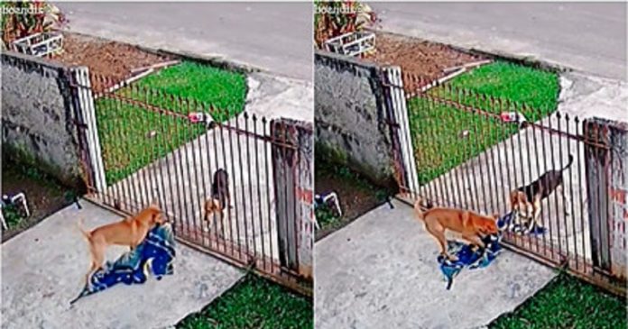 Cãozinho vira-lata doa cobertor para cachorro de rua; veja o vídeo!