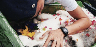 Arrasado, jovem se despede de seu cão depois de ter movimentado milhões para salvá-lo