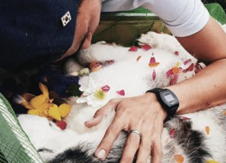 Arrasado, jovem se despede de seu cão depois de ter movimentado milhões para salvá-lo