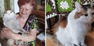 Gatinha salva vida de dona em um incêndio que acontecia na sua casa Gatinha salva vida de dona em um incêndio que acontecia na sua casa