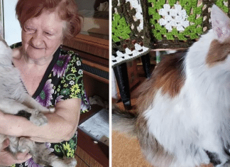 Gatinha salva vida de dona em um incêndio que acontecia na sua casa