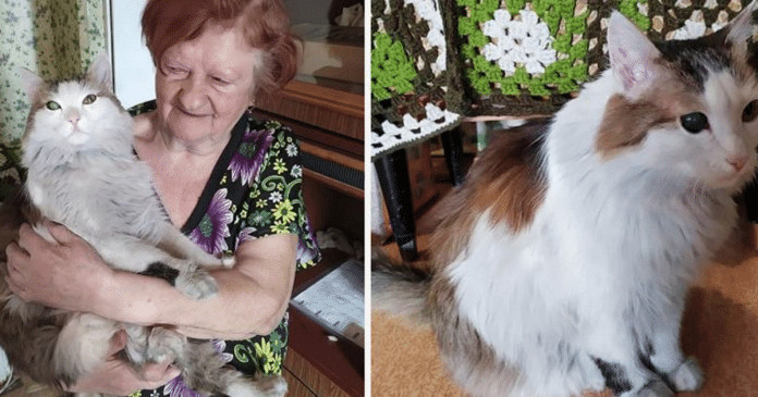 Gatinha salva vida de dona em um incêndio que acontecia na sua casa