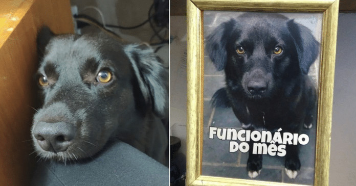 Cãozinho resgatado por donos de loja ganha nova família e título de ‘funcionário do mês’