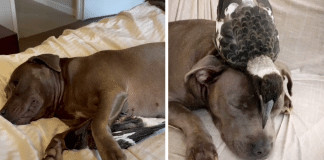 Cadelinha Pitbull adota ave machucada e passa a produzir leite achando que era seu filhote