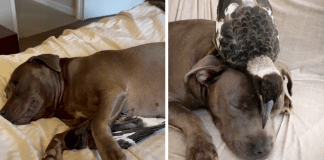 Cadelinha Pitbull adota ave machucada e passa a produzir leite achando que era seu filhote