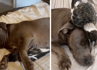 Cadelinha Pitbull adota ave machucada e passa a produzir leite achando que era seu filhote