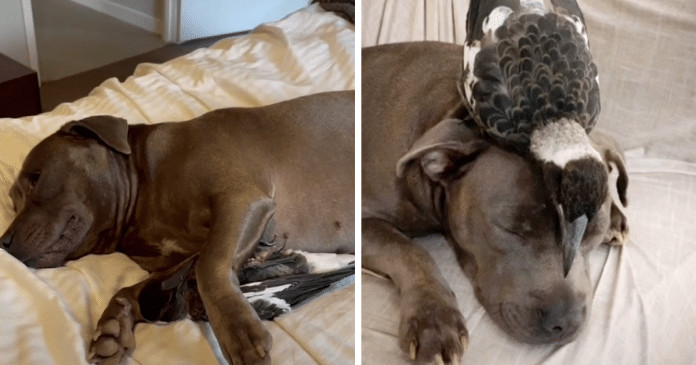 Cadelinha Pitbull adota ave machucada e passa a produzir leite achando que era seu filhote