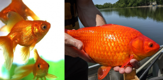 Peixinhos dourados soltos em lago viram ‘monstros’ e geram alerta nos EUA