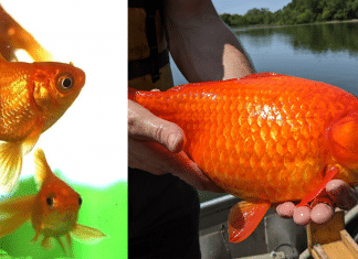 Peixinhos dourados soltos em lago viram ‘monstros’ e geram alerta nos EUA