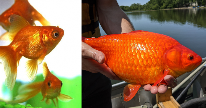 Peixinhos dourados soltos em lago viram ‘monstros’ e geram alerta nos EUA